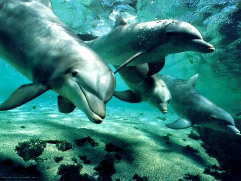 Los científicos produndizan sobre extraordinaria inteligencia de los delfines