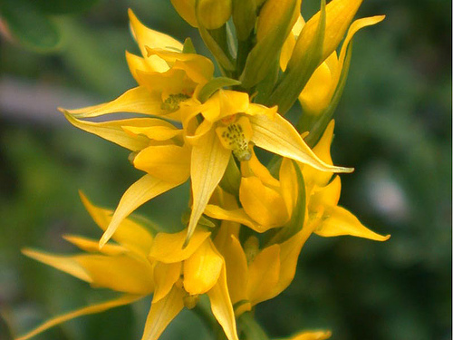 Las orquídeas chilenas renacen con nuevas formas y colores