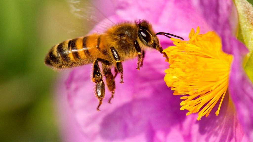 Lee más sobre el artículo Santiago de Chile se repuebla de Abejas gracias a Plan Bee