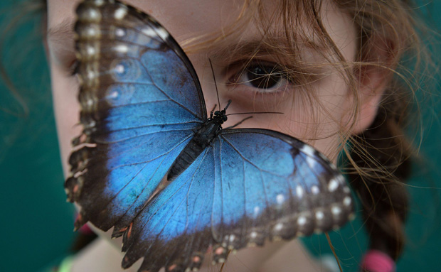 Museo Británico Libero Cientos de Mariposas para interactuar y conocer sobre ellas