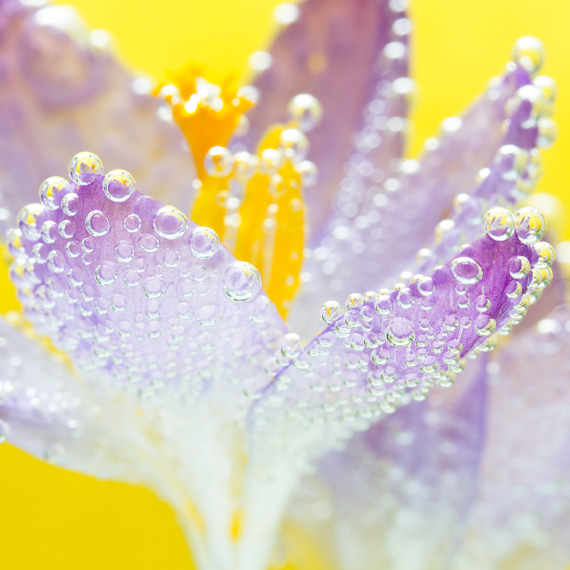 Lee más sobre el artículo Imagenes ganadoras del concurso Igpoty 2014  «Flores y Naturaleza»