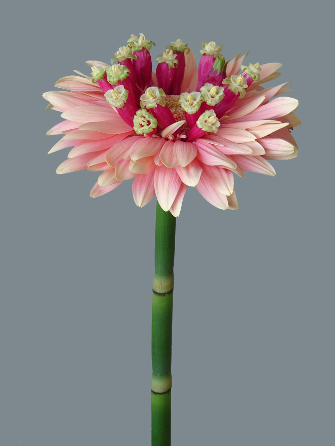 Las especiales plantas hibridas creadas por el Ingenierio Floral Andreas Verheijen