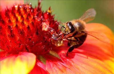 Apiterapia, la increíble medicina natural que nos regalan las abejas