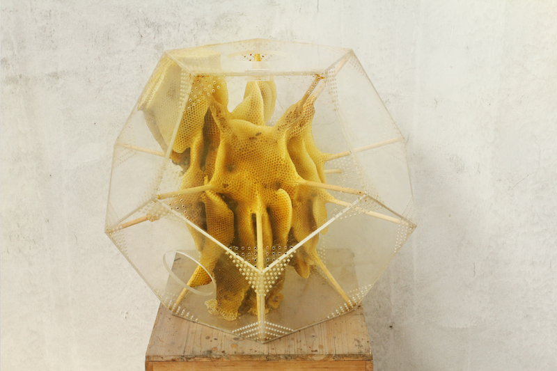 Esculturas vivas creadas por abejas junto al artista Ren Ri