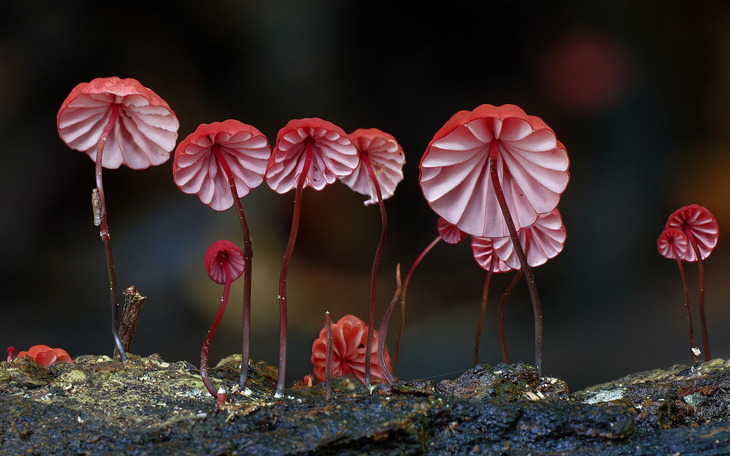 Increíbles hongos capturados por Steve Axford