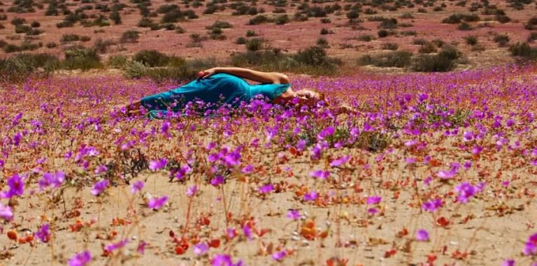 En busca de las flores en desierto florido