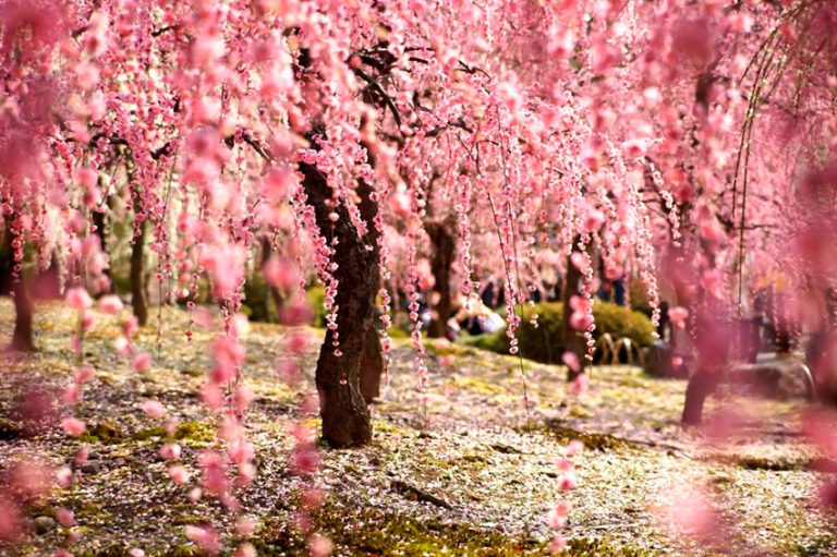 El espectaculo de la Floración de los Cerezos en Japón