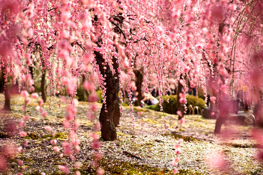 El espectaculo de la Floración de los Cerezos en Japón