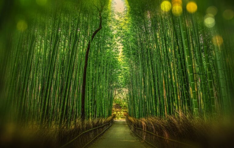 Lee más sobre el artículo Hermosa metáfora sobre prepararse para la vida como lo hace el Bambú