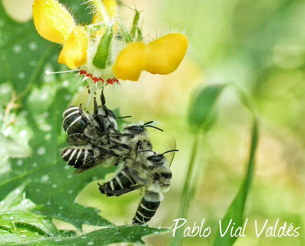 Fotógrafo va en busca de las desconocidas abejas nativas