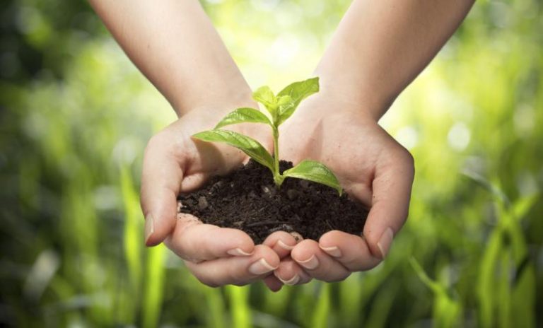 Lee más sobre el artículo «Las plantas tienen nuestros cinco sentidos y quince más»
