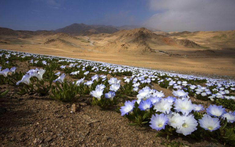 El desierto florido de éste año podría ser el más grande de la historia