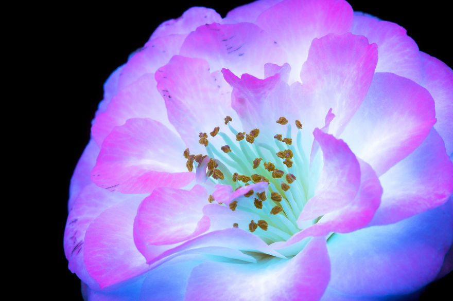 Lee más sobre el artículo El retrato de la luz invisible que emiten las flores por Craig Burrows