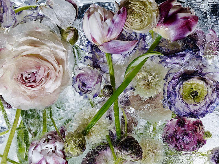 “Locking in the Eter” bellas  imagenes de flores congeladas por Kenji Shibata