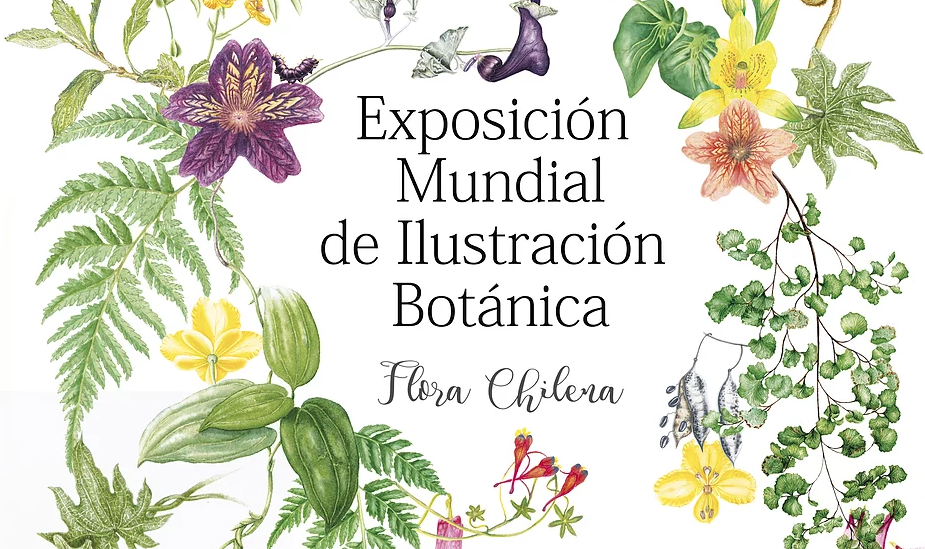 Lee más sobre el artículo Exposición mundial de ilustración Botánica «Flora Chilena»