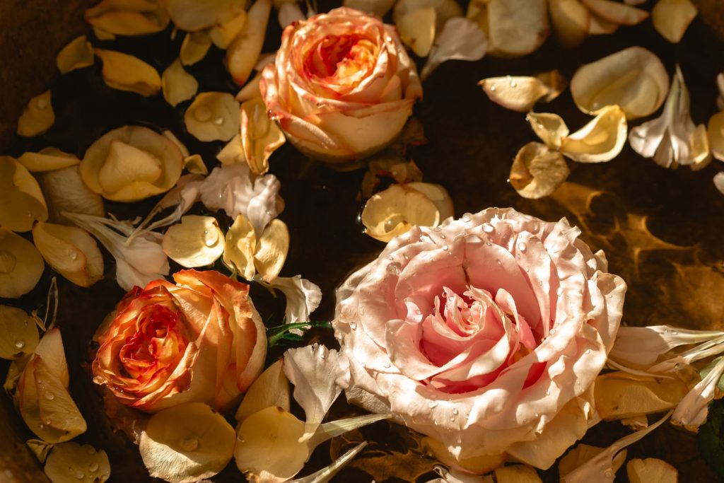 Pétalos de rosas, su historia y sus propiedades