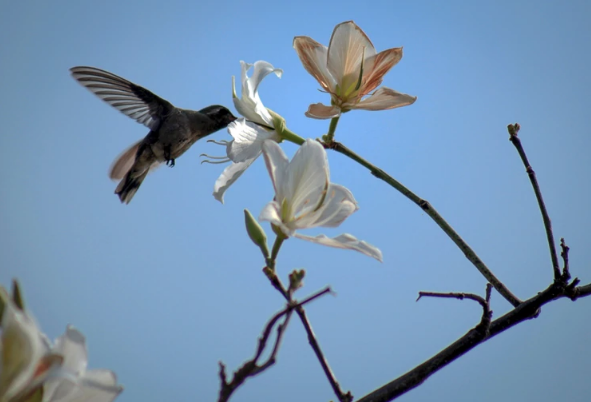Lee más sobre el artículo Jardines de colibríes en la Ciudad de México