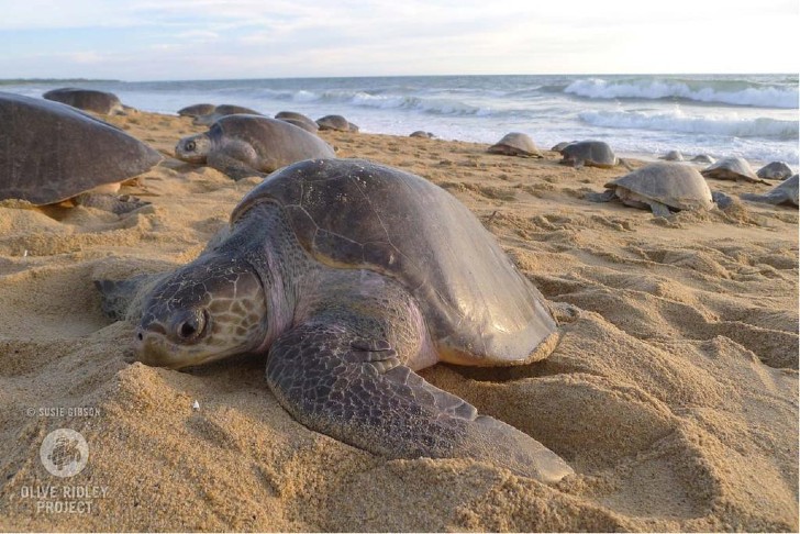 Lee más sobre el artículo Cuarentena permite a tortugas volver a las playas para desovar: los humanos ya no les harán daño