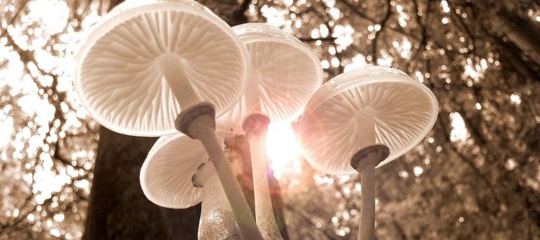 “Fantastic Fungi” documental sobre el mágico mundo de los hongos
