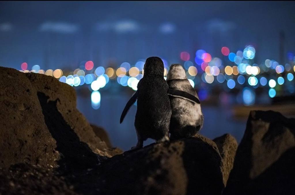 Imagen de pingüinos abrazados conmovió al mundo en cuarentena