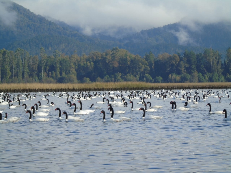 Récord de cisnes de cuello negro en Santuario de la Naturaleza Río Cruces y Chorocamayo