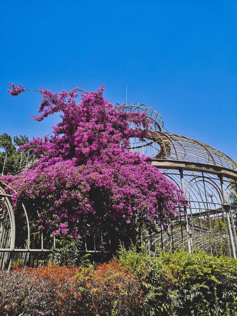 Lee más sobre el artículo Amo Santiago y Vive Vivero apuestan por recuperar el bello invernadero de la Quinta Normal