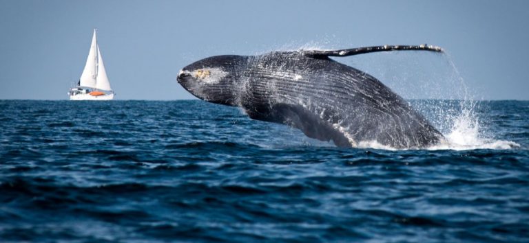 “The Blue Bote Iniciative” gran iniciativa para proteger a las ballenas