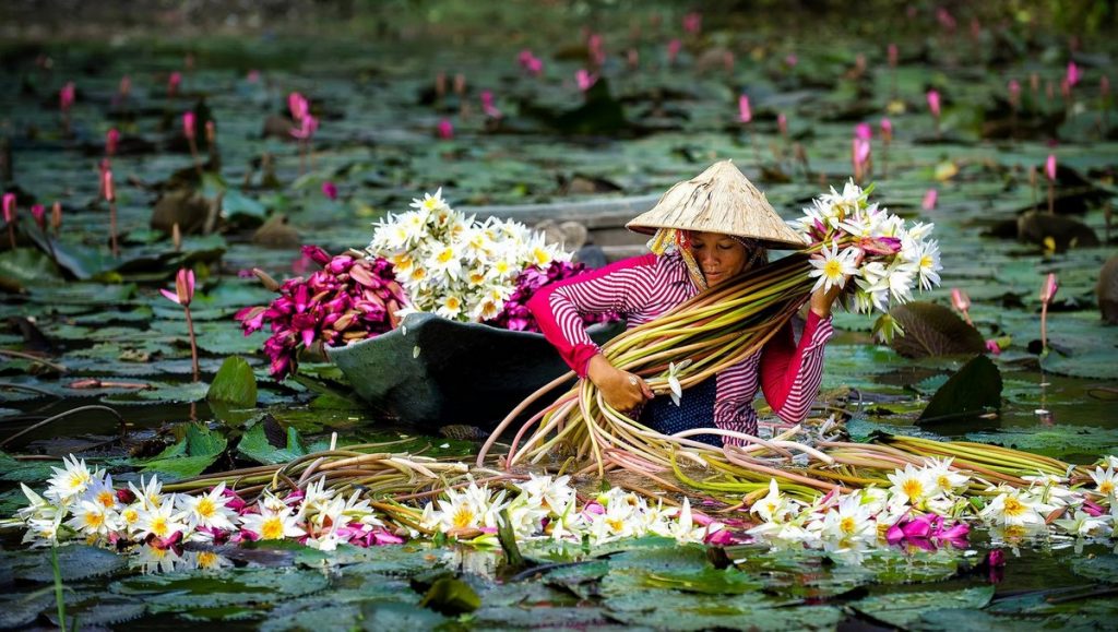 La mágica cosecha de flores de nenúfares y sus tallos comestibles en Vietnam