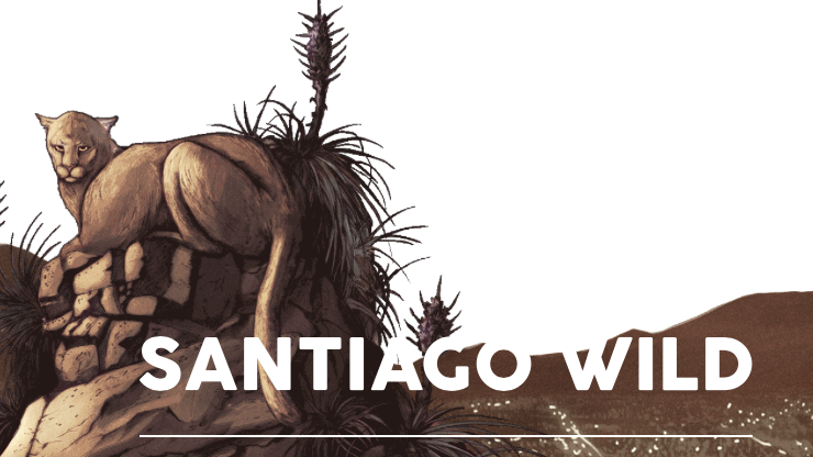 Santiago Wild Festival 2021