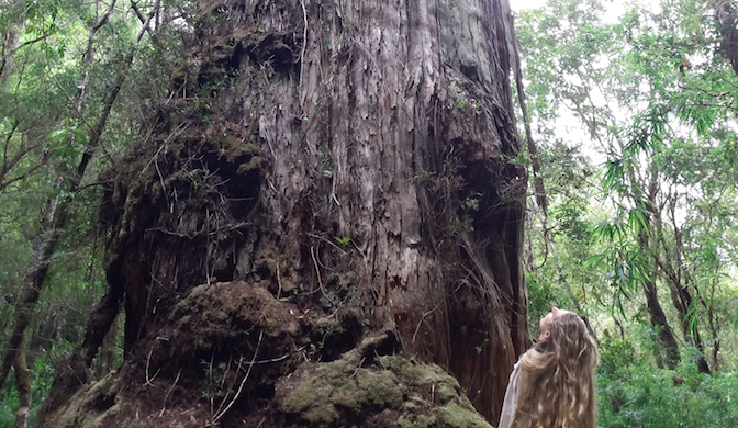 Árbol más antiguo del mundo se encuentra en Chile en el Parque Alerce Costero