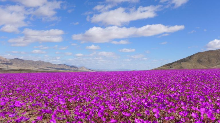 Lee más sobre el artículo Se anuncia la creación del Parque Nacional Desierto Florido, para proteger  éste bello tesoro floral Chileno