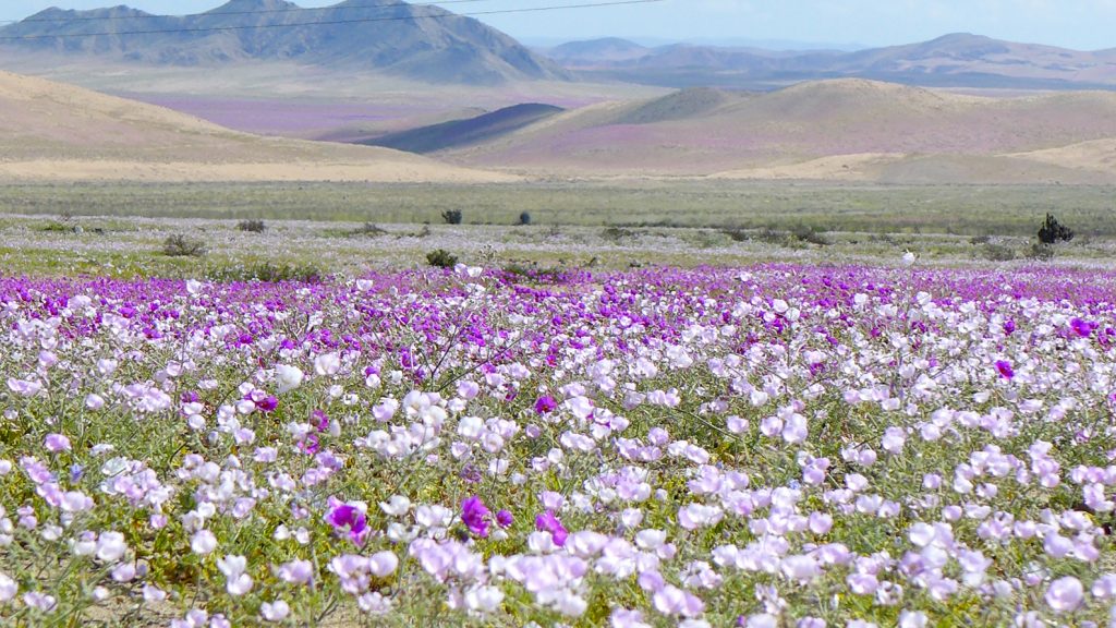Viaje al desierto florido Madre Hija, un tesoro en nuestro país