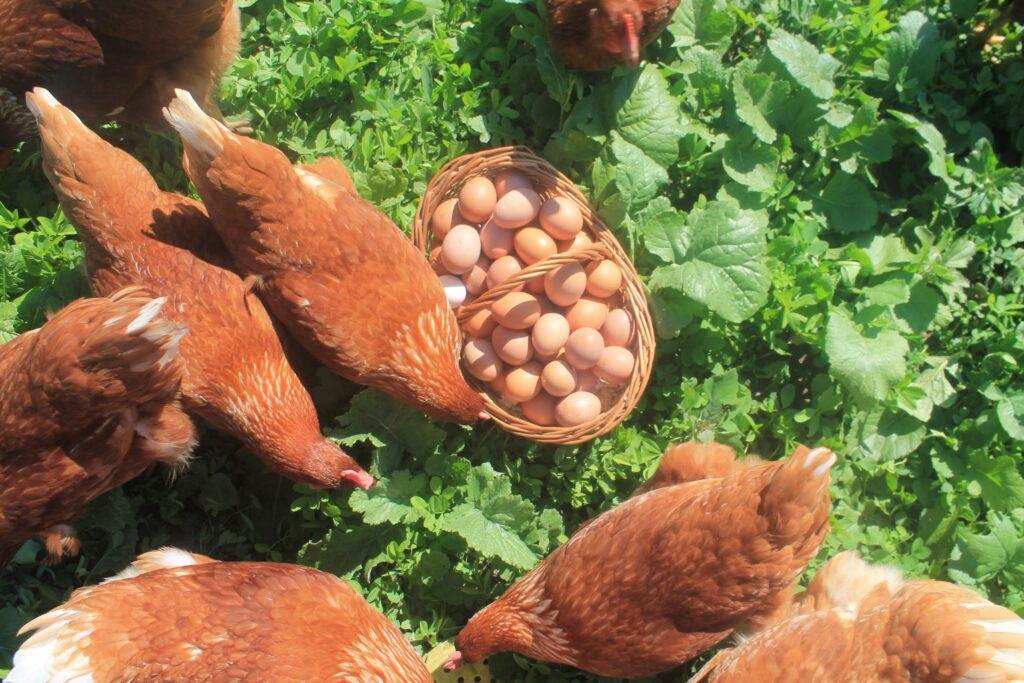 Lee más sobre el artículo Granja Bravial