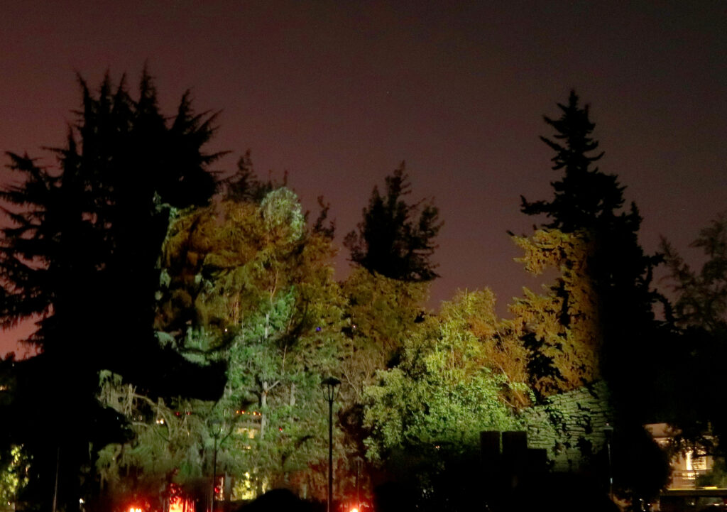 Lee más sobre el artículo La flora y fauna chilena pintaron de luz los árboles de la ciudad en Proviluz