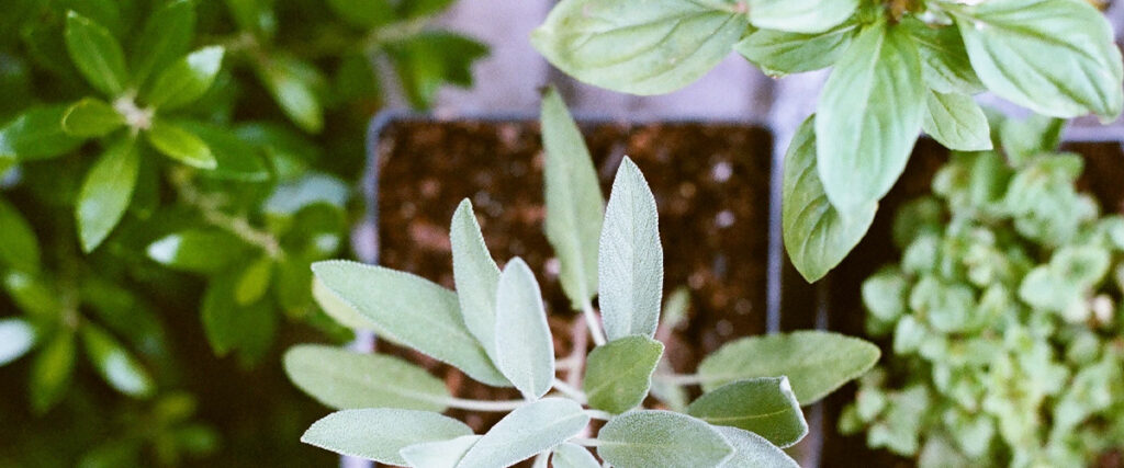 Lee más sobre el artículo Compostera