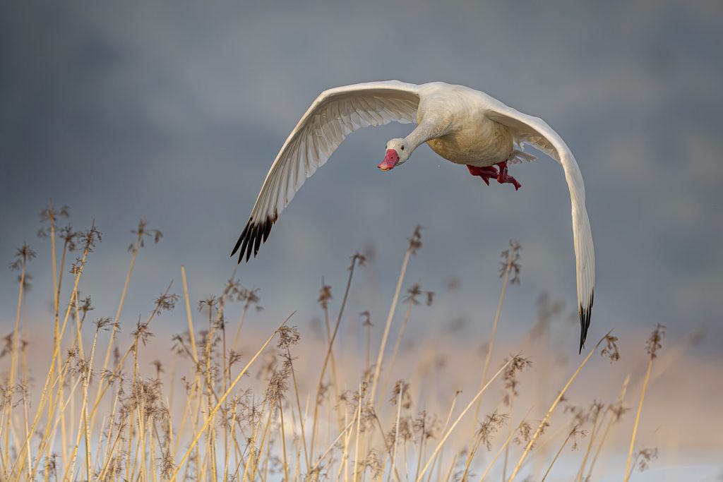 Lee más sobre el artículo Descubriendo Los Humedales de Chile