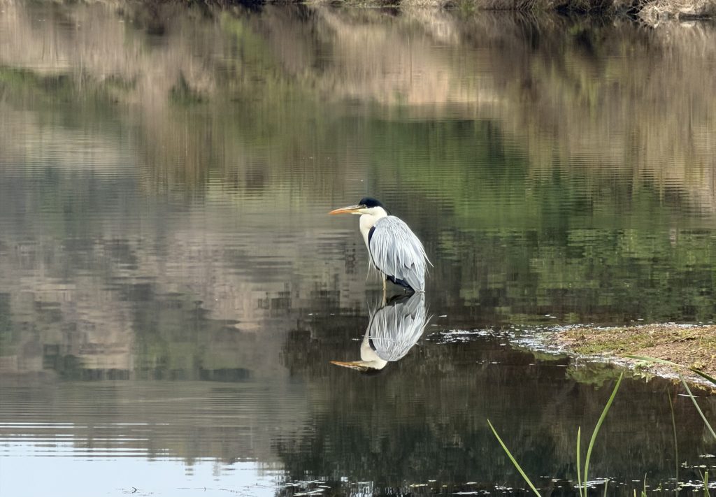 Lee más sobre el artículo Descubriendo el Humedal: conocer para cuidar la Laguna y Estero Catapilco